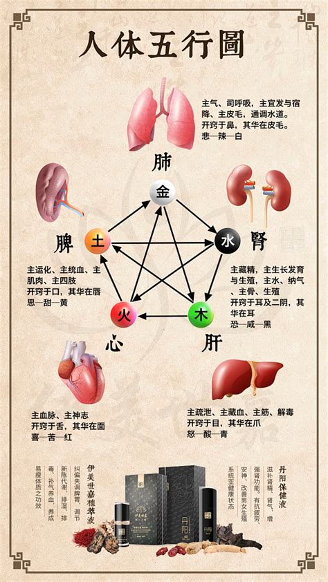 内脏五行|中医基础丨五行与五脏